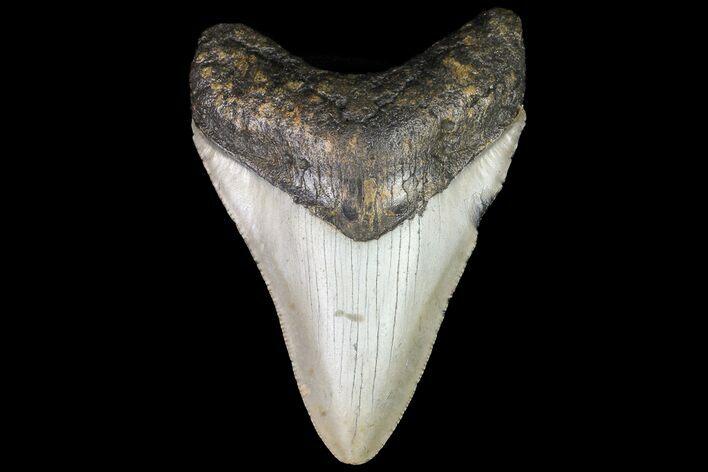 Bargain, Megalodon Tooth - North Carolina #76308